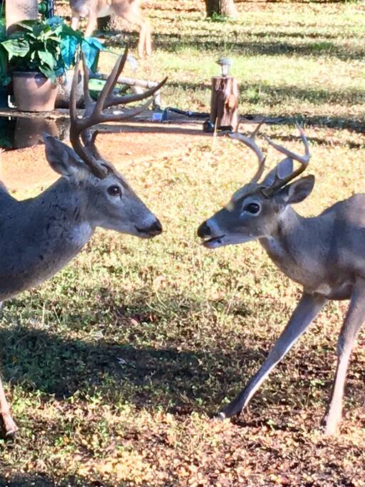 We have an abundance of gear that love to come and eat right in the backyard every day!