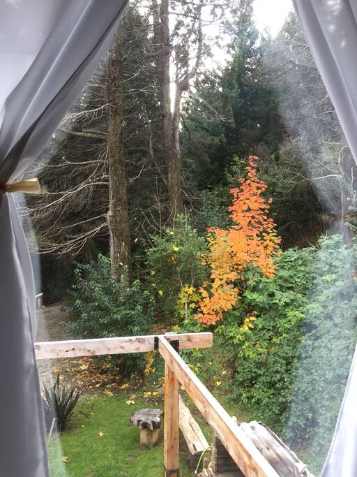 Vistas al bosque!