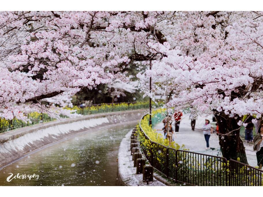 樱の沁魂 你站在桥上看风景 看风景的人在桥下看你 京都旅游攻略 尽在airbnb爱彼迎