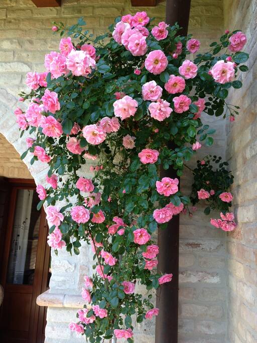 giardino fioritoo