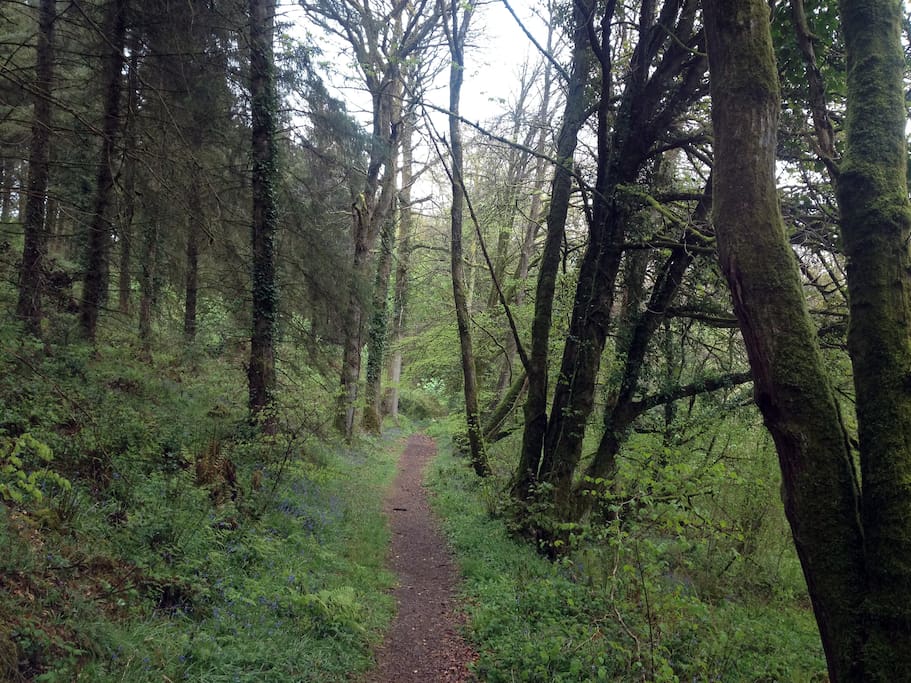 On the woodland trail just outside the cottage