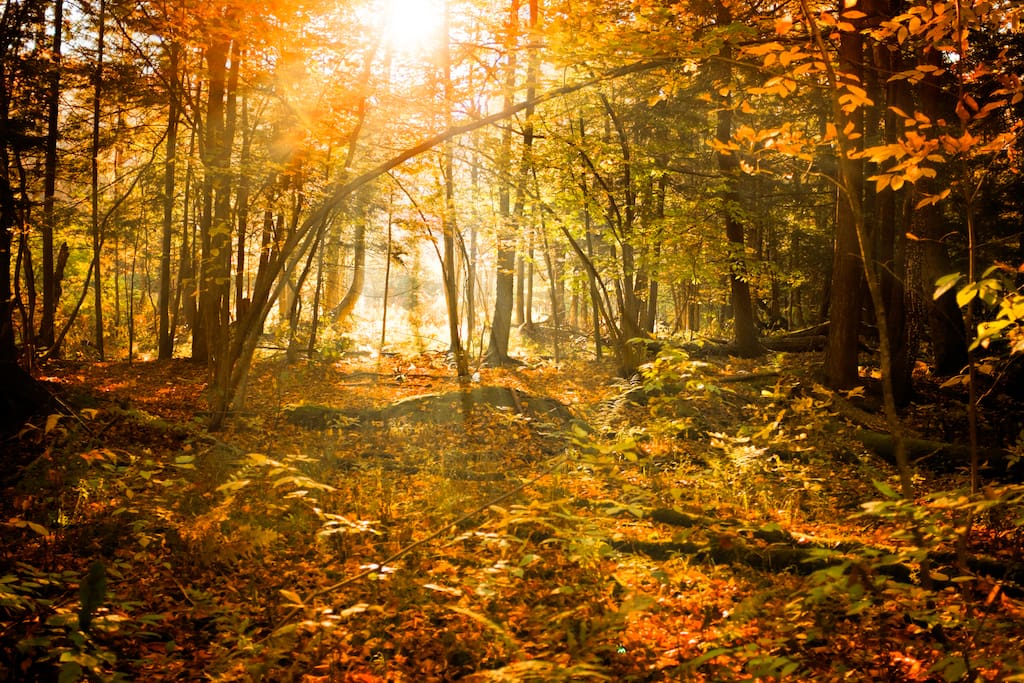 Autumn in our forest