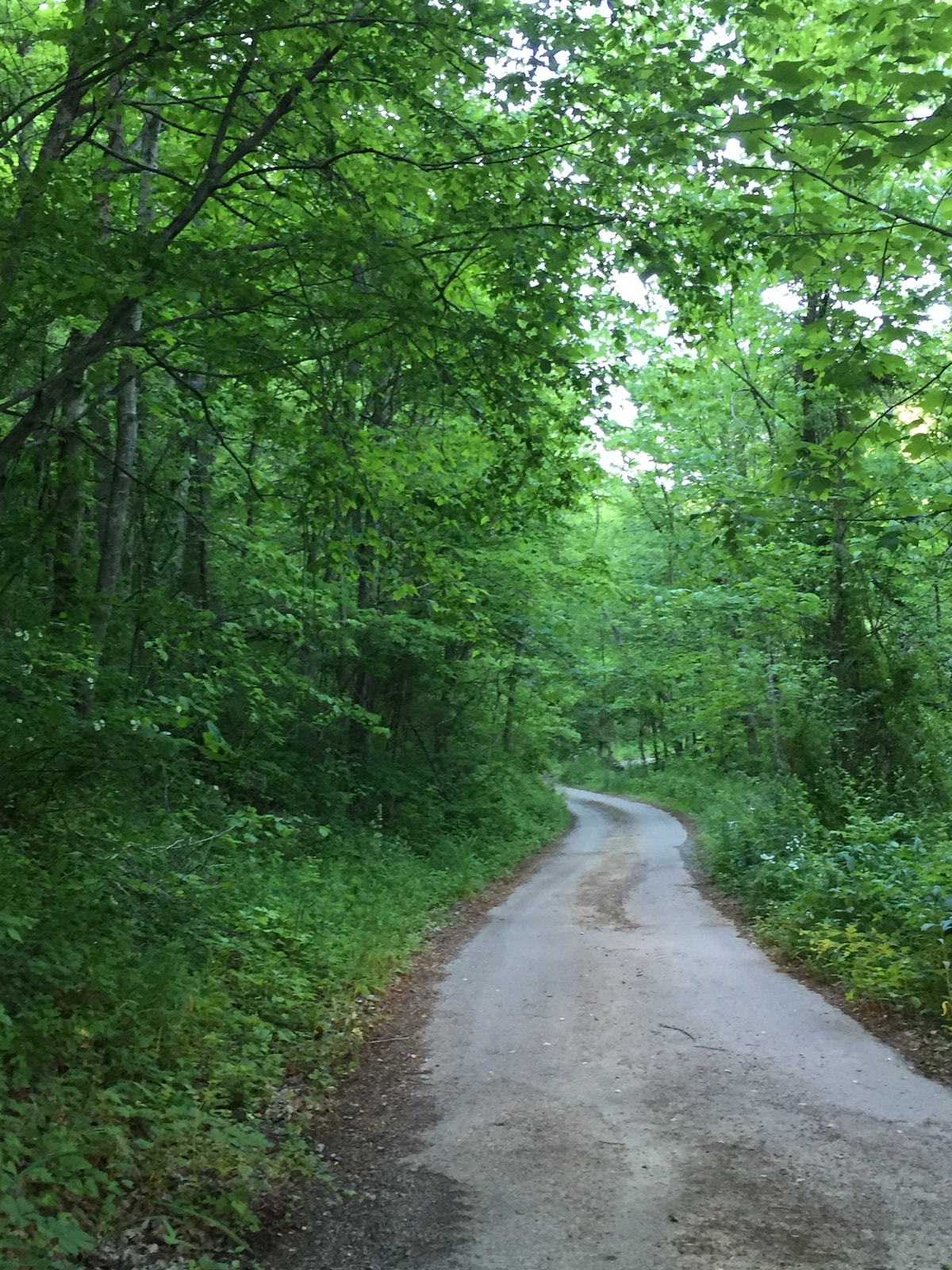 A winding gravel driveway is framed by lush green foliage and tall trees, creating a serene and private atmosphere. The path is flanked by a mix of underbrush and wild plants, leading deeper into the forested landscape.