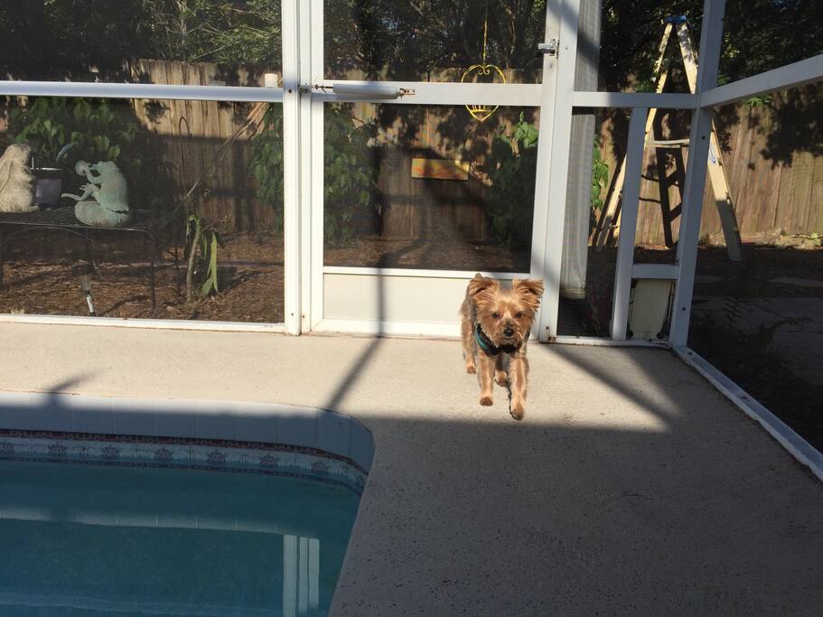 Micki is a 10 year old yorkie. She is very quiet.