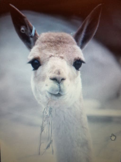 Alpaca, our greeters when we're not home to!
