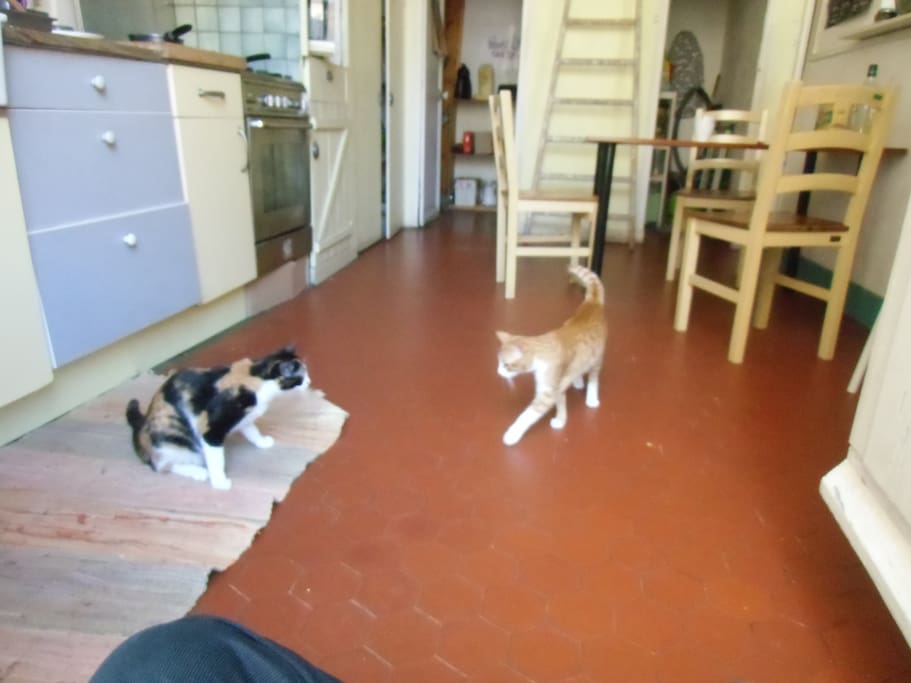 Deux petits chats très sympa