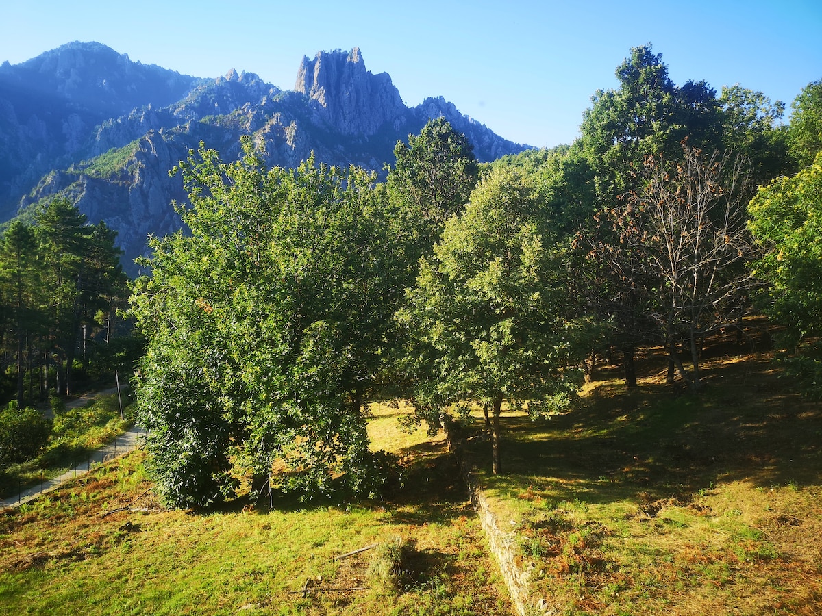 A serene mountain landscape is displayed, featuring lush greenery and a variety of trees, including chestnuts. The backdrop showcases rugged mountain peaks under a clear blue sky, while sunlight casts soft shadows on the ground, creating a peaceful natural setting.