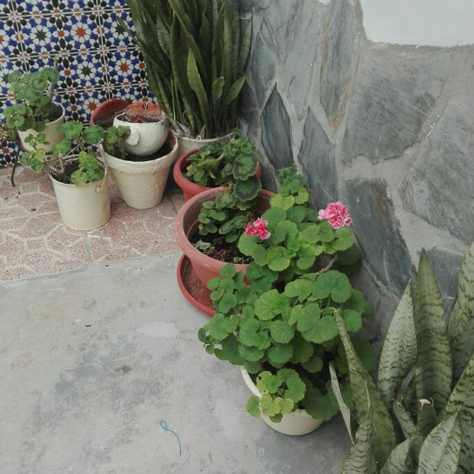 Patio tipico.