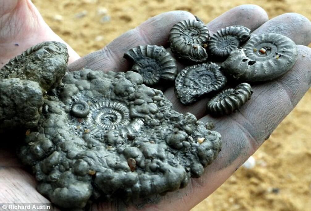 Fossil hunting on our beaches!