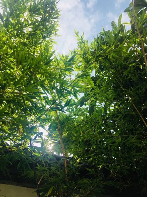 院子里的花花草草