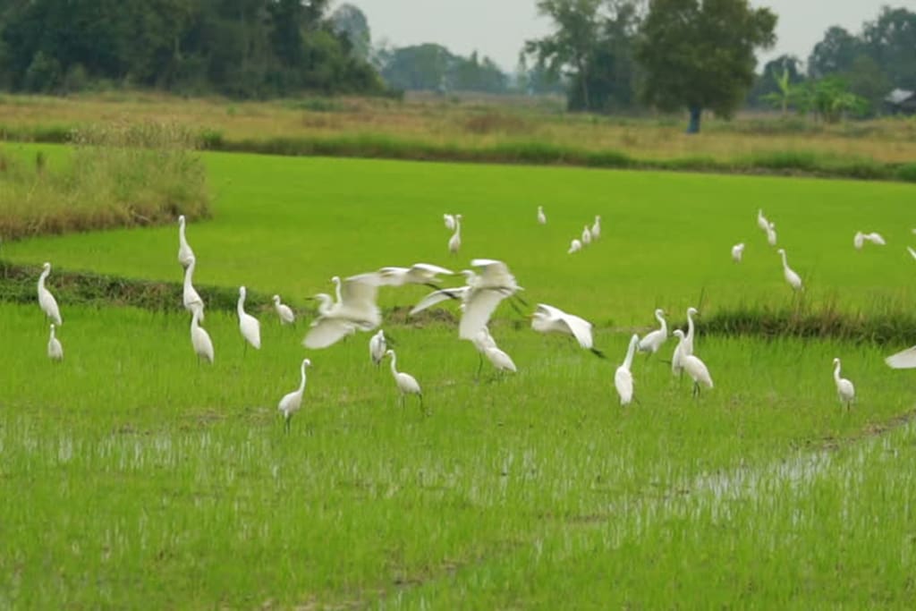 Villa is close to Petulu's heron reserve