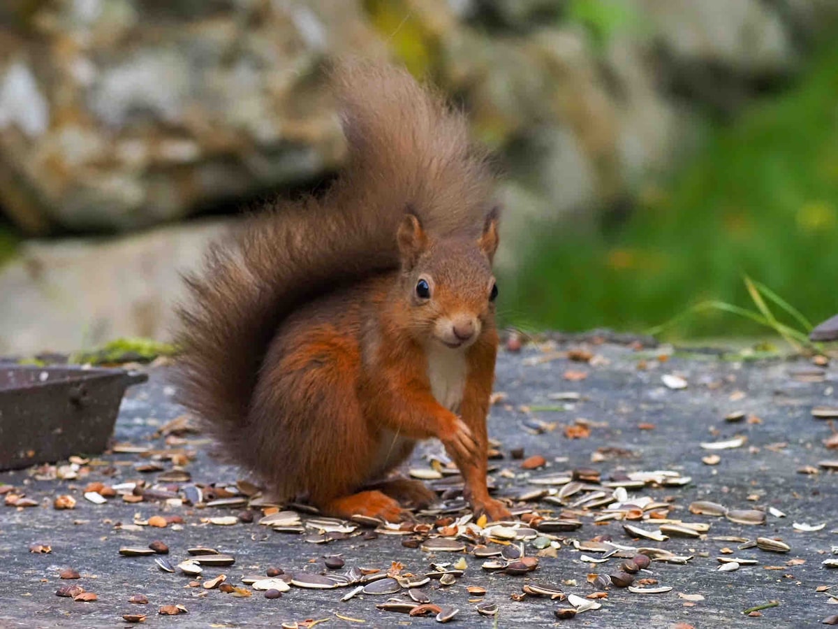 A red squirrel is captured in a natural setting, surrounded by scattered seeds and nut remnants. Its bushy tail and soft fur are prominently displayed, and the background features blurred greenery, creating a serene and lively woodland atmosphere.