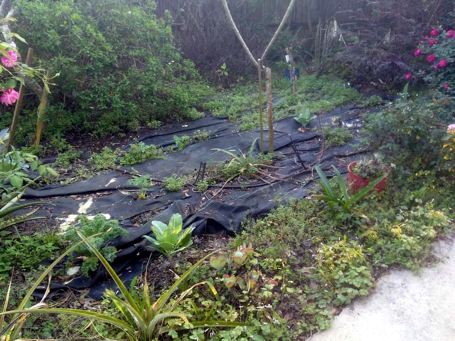 My "kitchen garden" along the front walk. Kale, cabbage & pineapples right now (March), with butterfly weed wherever it wants to grow. Not pretty, just functional.