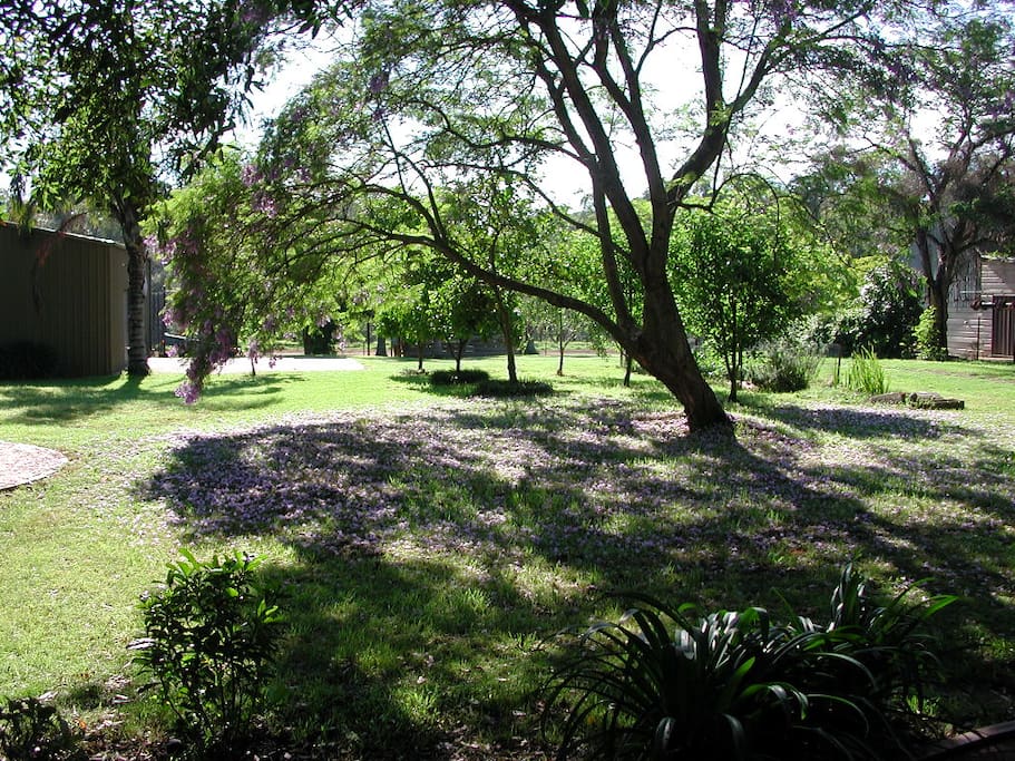 Jacaranda carpet.