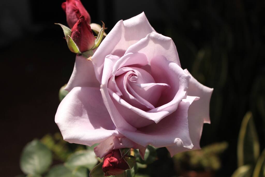Garden delights