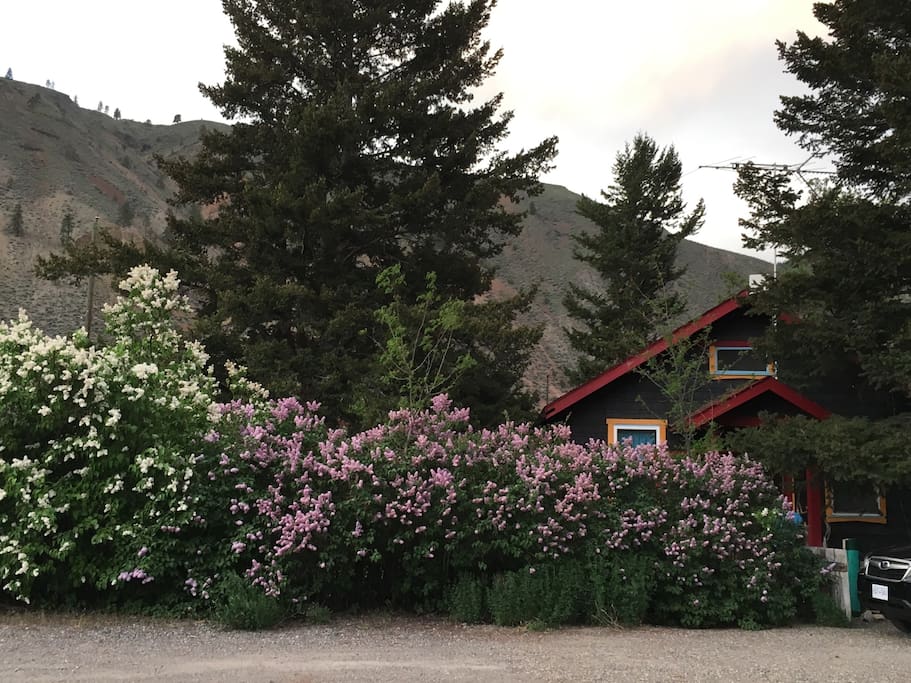 Spring Lilacs! House is private but is in a small neighbourhood with other houses around.
