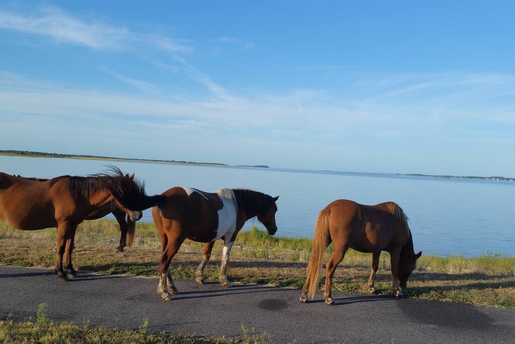 Wild Ponies