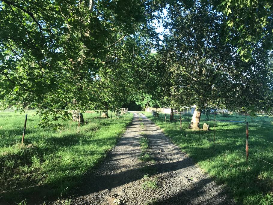 Our driveway