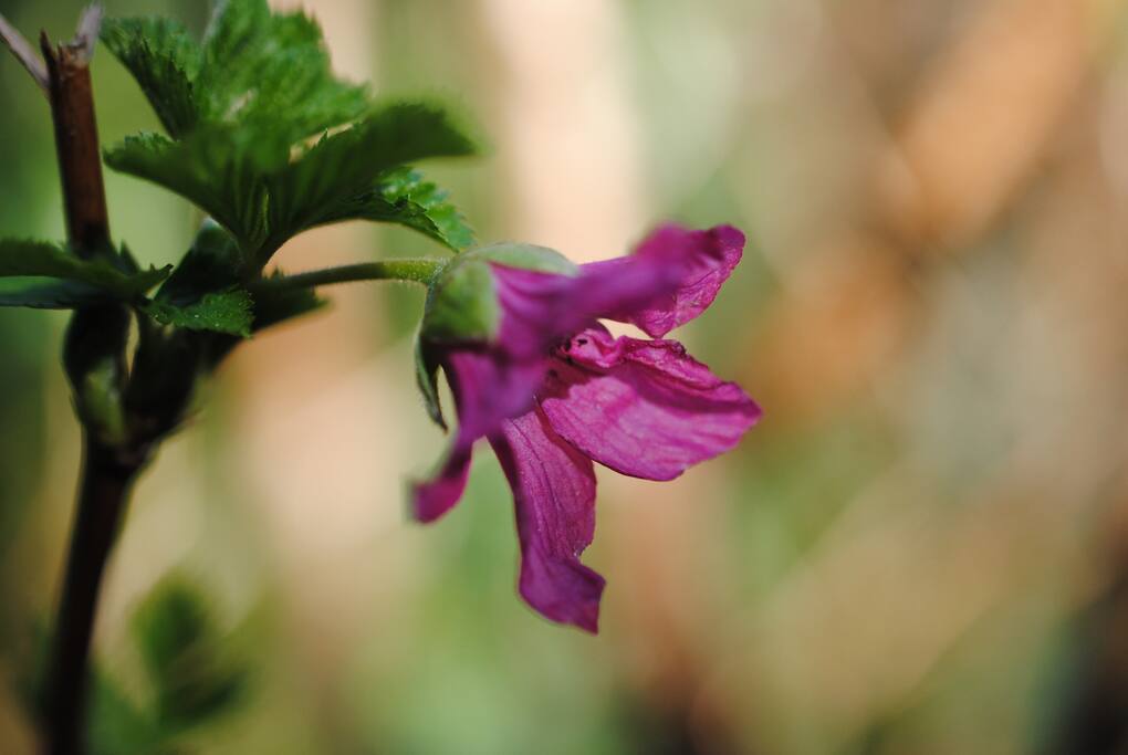 salmonberry blossoms in the forest