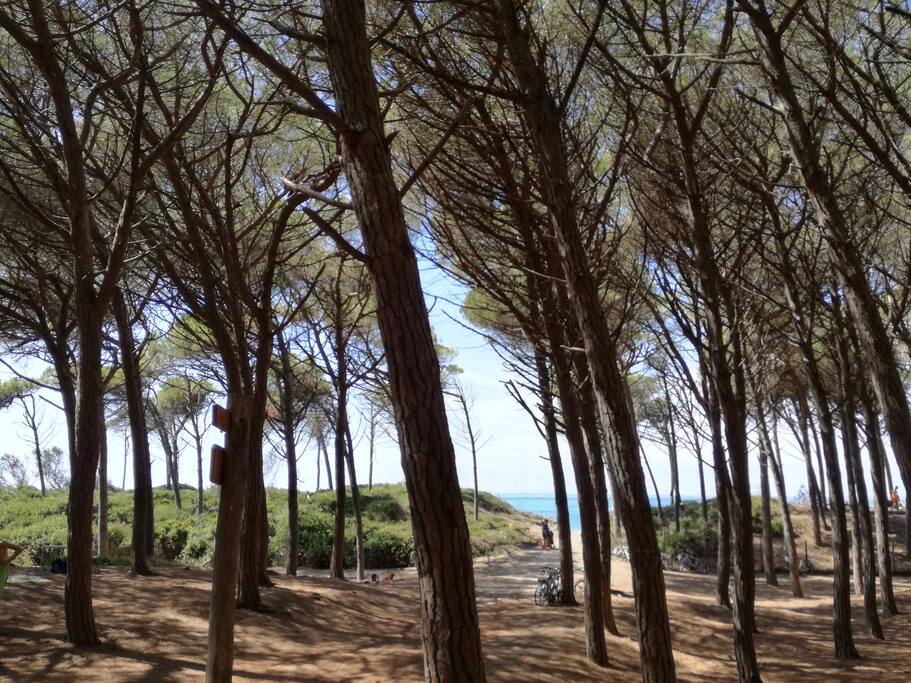 La pineta è quasi sotto casa. Vi consigliamo lunghe passeggiate soprattutto all'alba o al tramonto