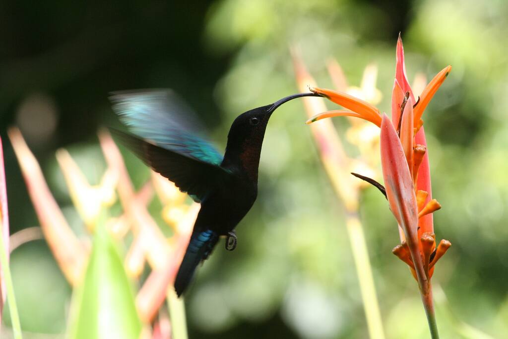 Un colibri dans la nature à proximité du gite