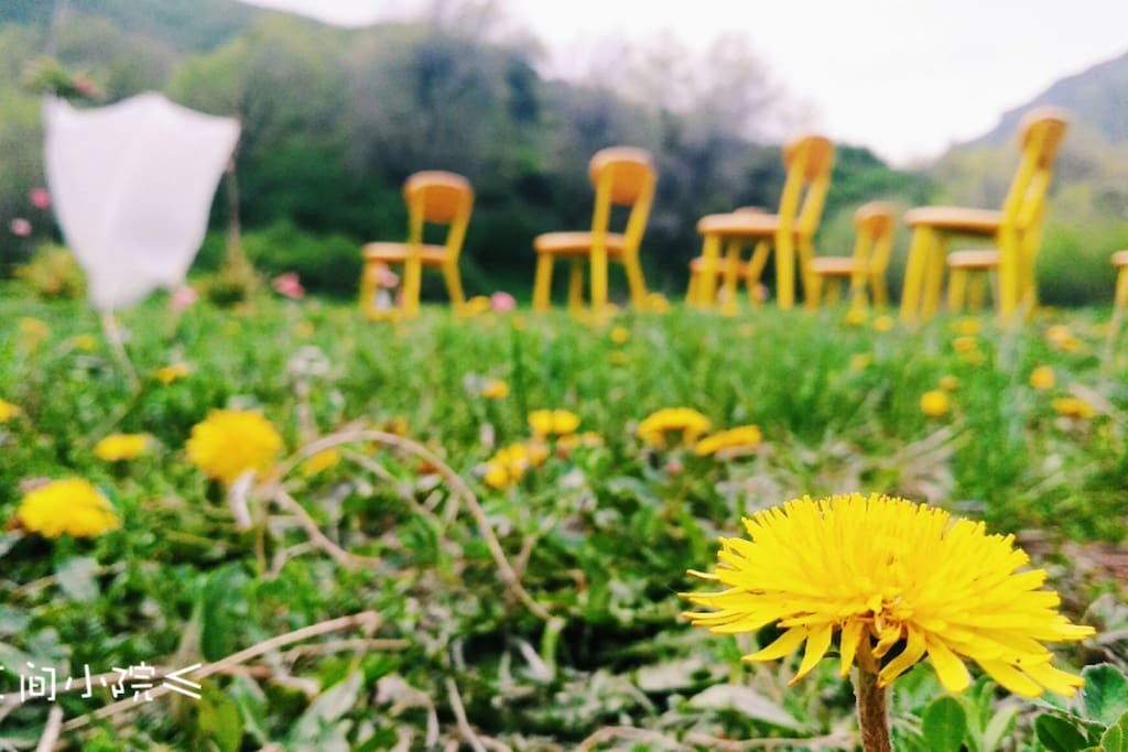 三间小院的草地,季节不同,开满不同的野花。