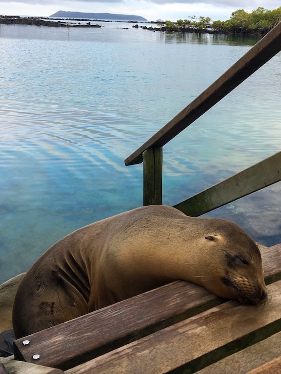 Show full-screen, host-provided image