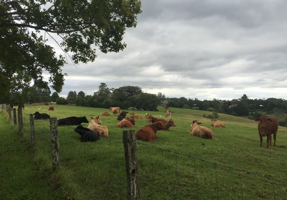 Nearby cows
