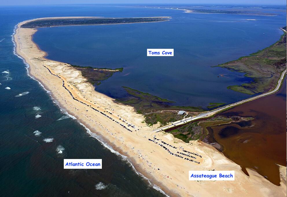 "No hotels at our beaches".
Good perspective of what Assateague beach looks like.
Perfect experience for a nice getaway versus strip full of noisy hotels.
