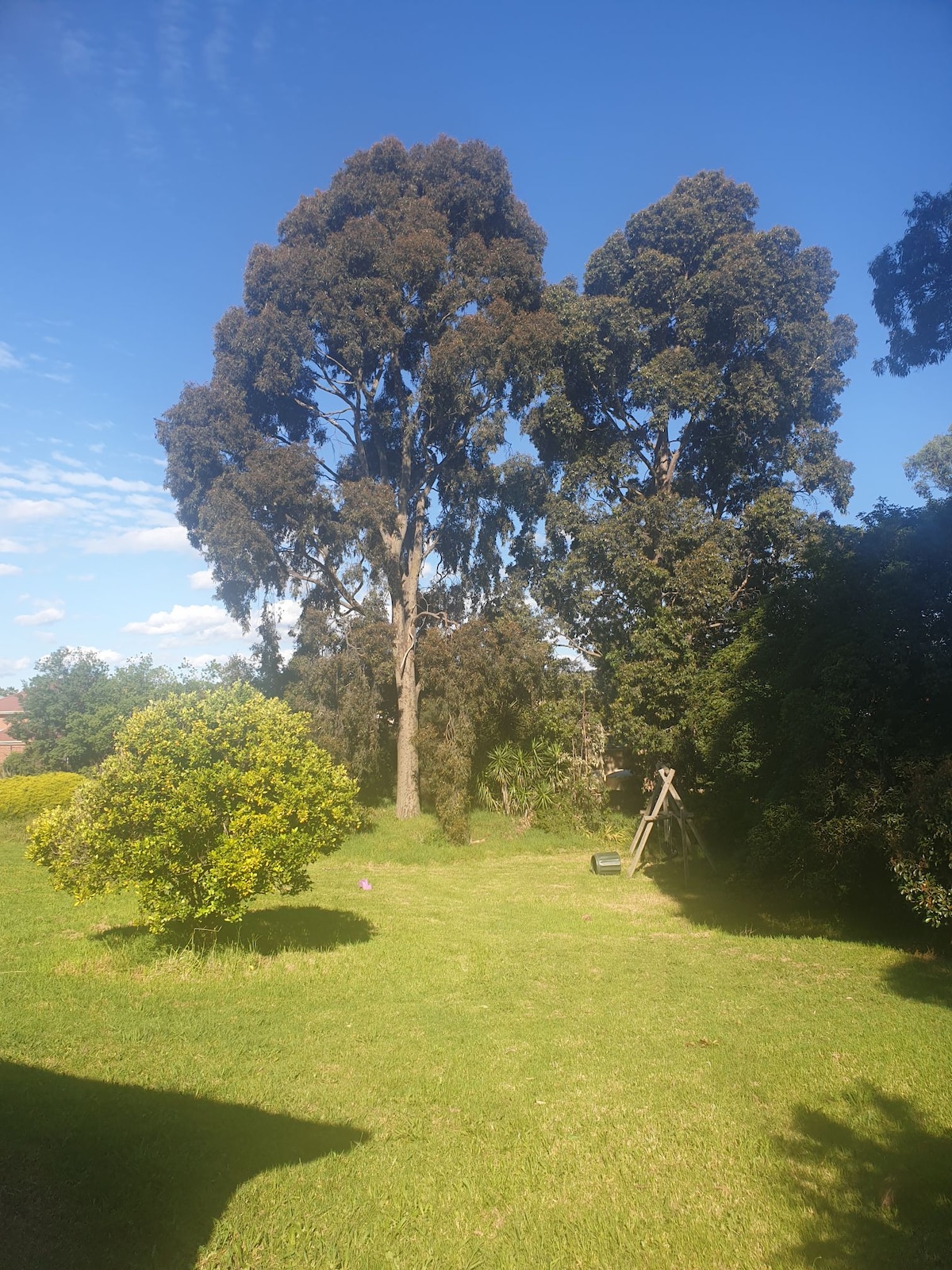 A spacious outdoor area features lush green grass and tall trees. A small tree is present in the foreground, while a swing set can be seen in the background, surrounded by dense foliage. The clear blue sky adds to the open feel of the space.