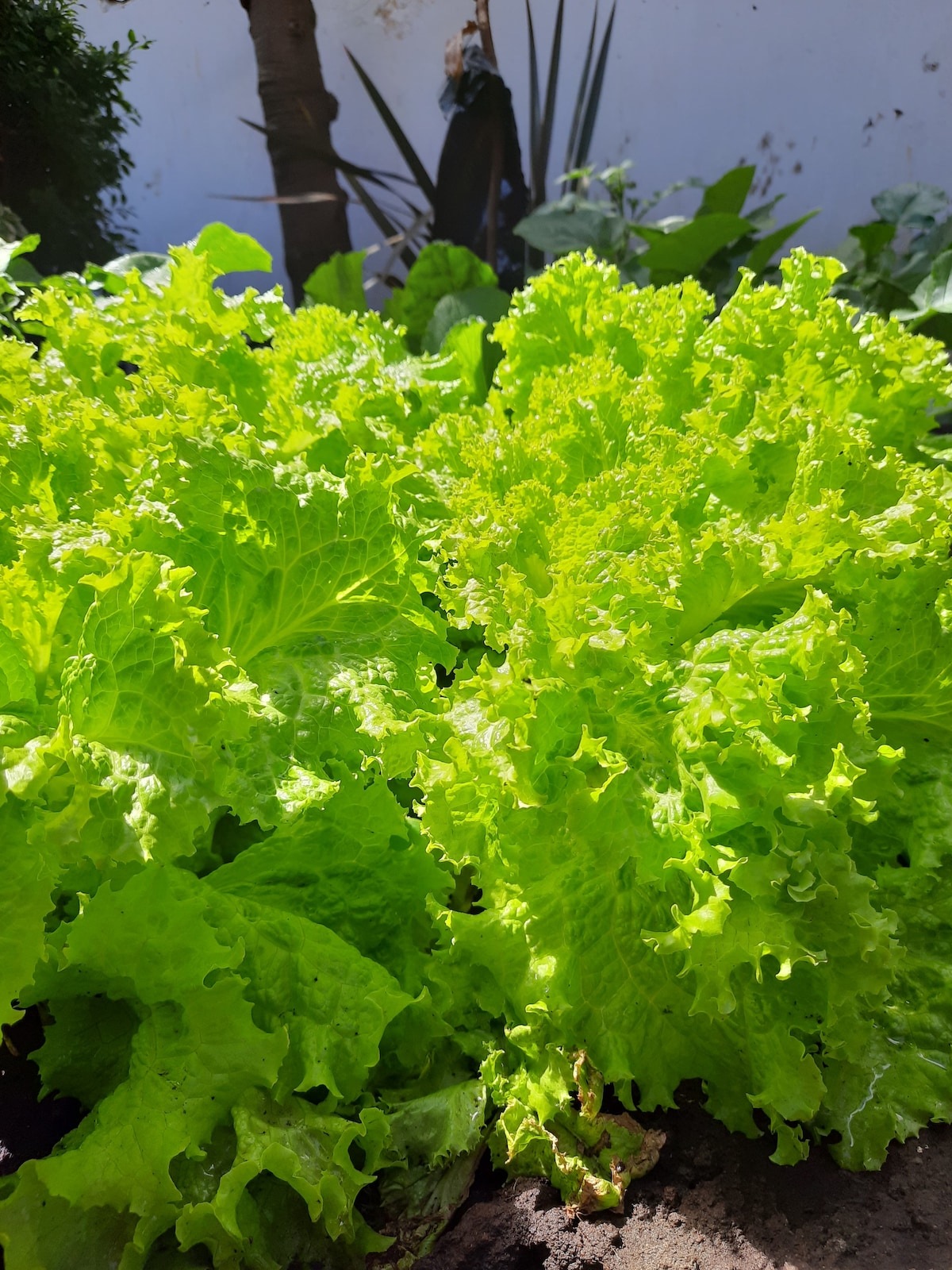 A close-up view of vibrant green lettuce featuring crisp, curly leaves. The fresh foliage showcases a healthy texture, with sunlight illuminating the plants in a lush garden setting. Background elements include other green plants and a clear blue sky.