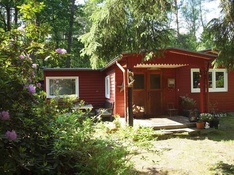 Dream Woodhouse