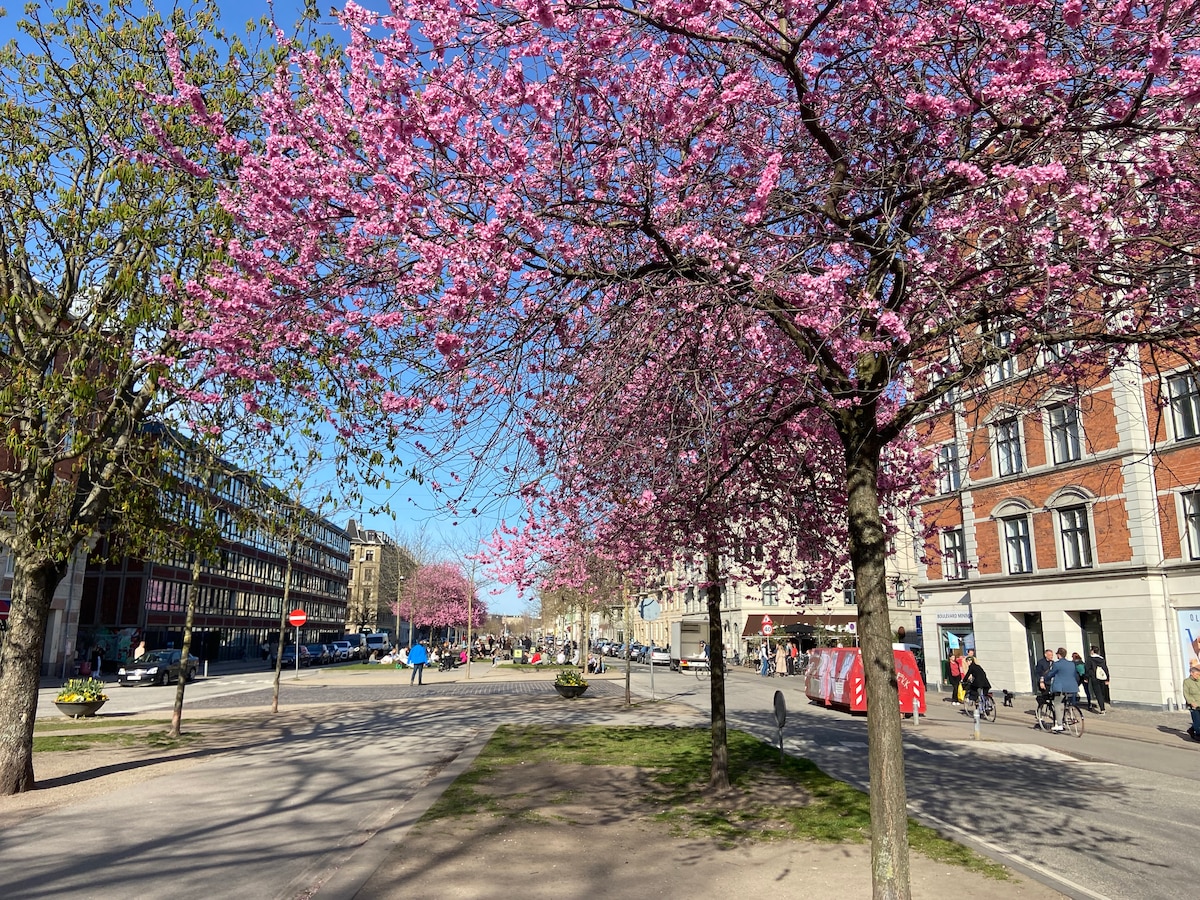 Blossoming cherry trees line a spacious street, framing vibrant pink flowers against a clear blue sky. Pedestrians enjoy the scenery along the pathway, while historic buildings create a charming backdrop.