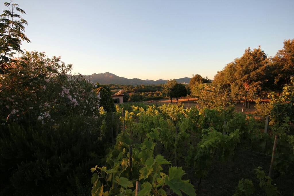 Le vigne che circondano la casa.