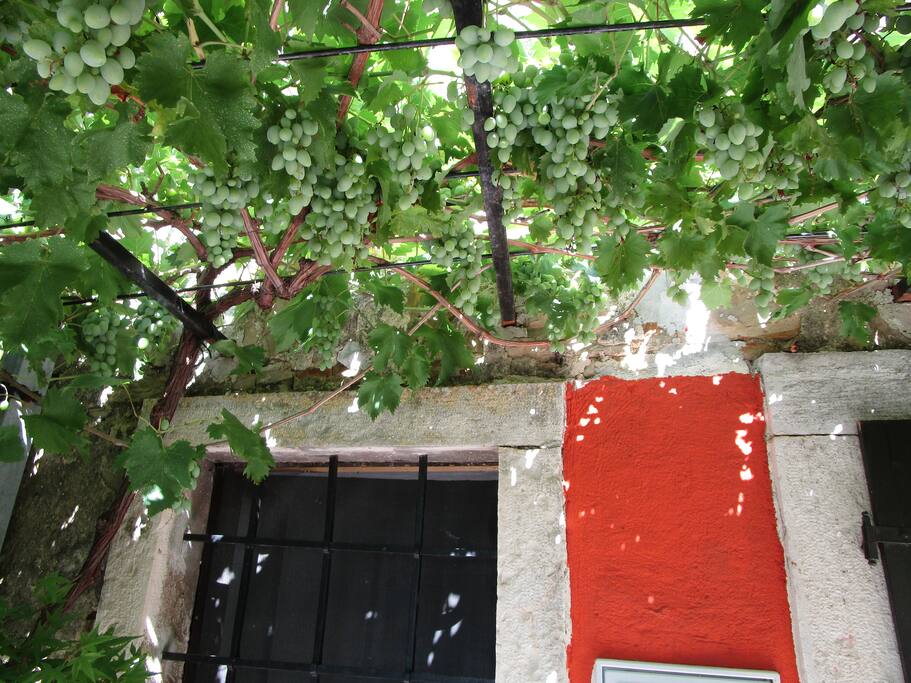 Des raisins devant l'entrée, à manger en septembre...