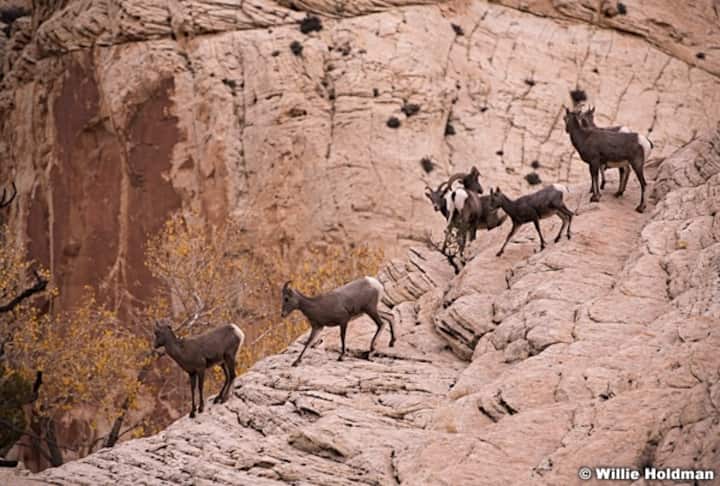 Desert Bighorn Sheep, Capitol Reef