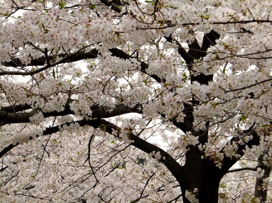 Cherry blossom at the nearby Kanda gawa