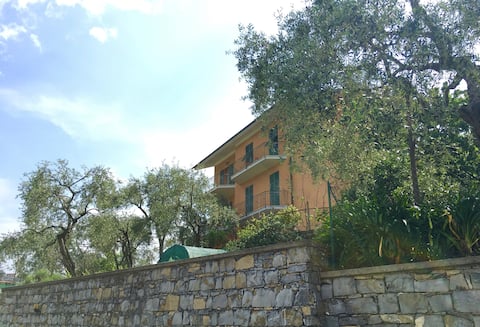 Alba tra gli Ulivi - Sunrise among the Olive Trees