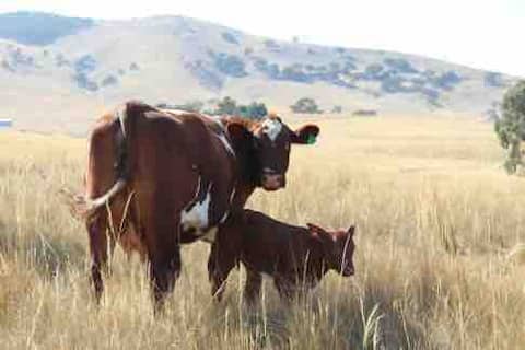 Pyrenees Farm Stay B&B. Pet friendly.Entire Cabin