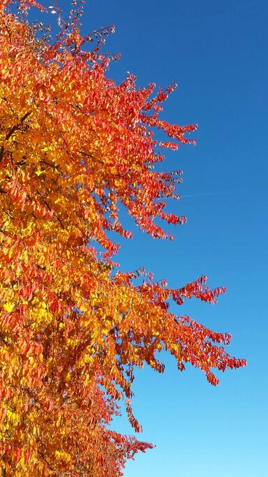 Colori d'autunno