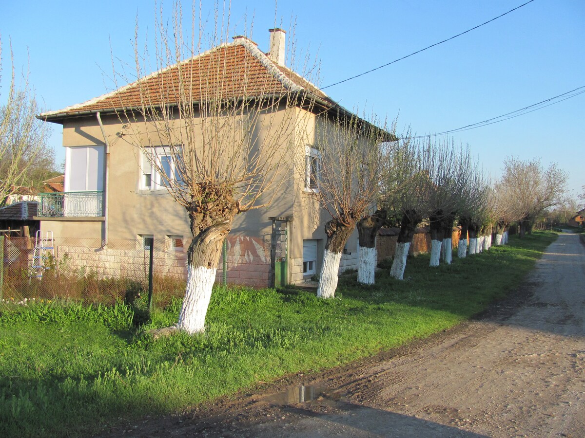 A two-story house with a light-colored exterior features large windows and a tiled roof. Beside the house, a row of trees with trimmed branches provides a natural boundary, their white trunks contrasting with the green grass along the dirt road.