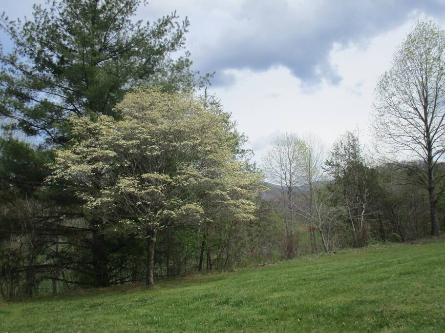View from Alpine Cabins' Property