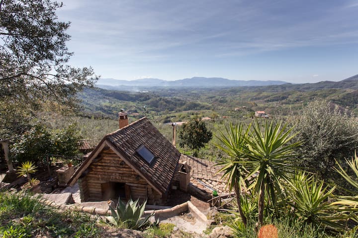 The house among olive trees