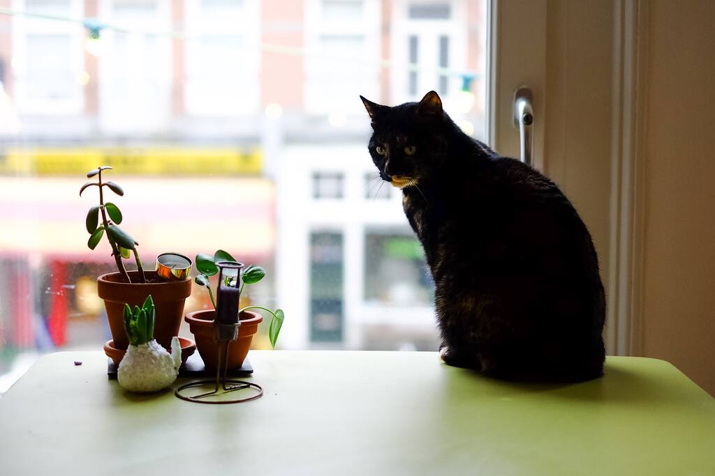 Queen of the house