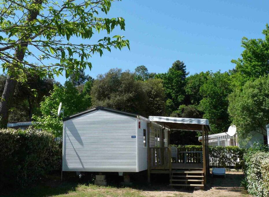 Sous les pins, en bordure d'une forêt protégée