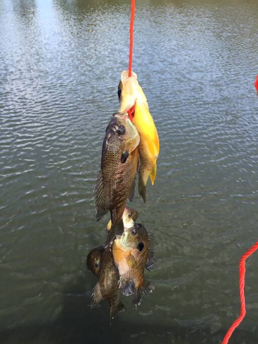 Fish waiting to be caught.