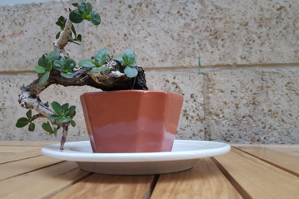Bonsai