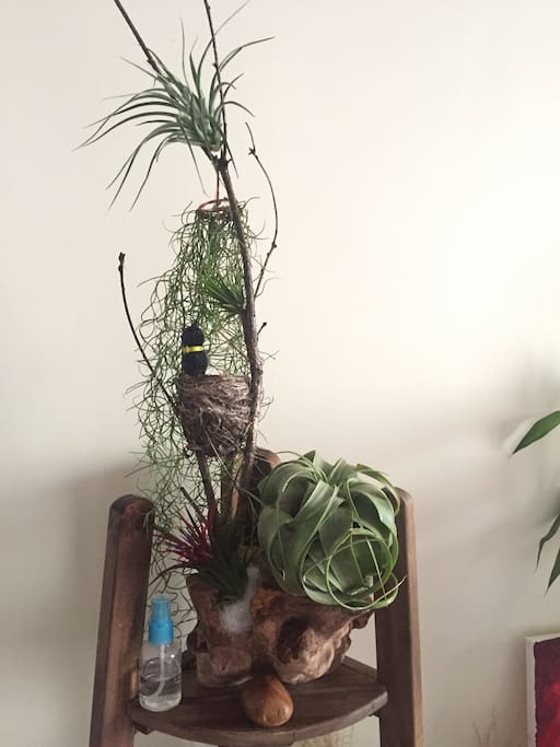 bird's nest