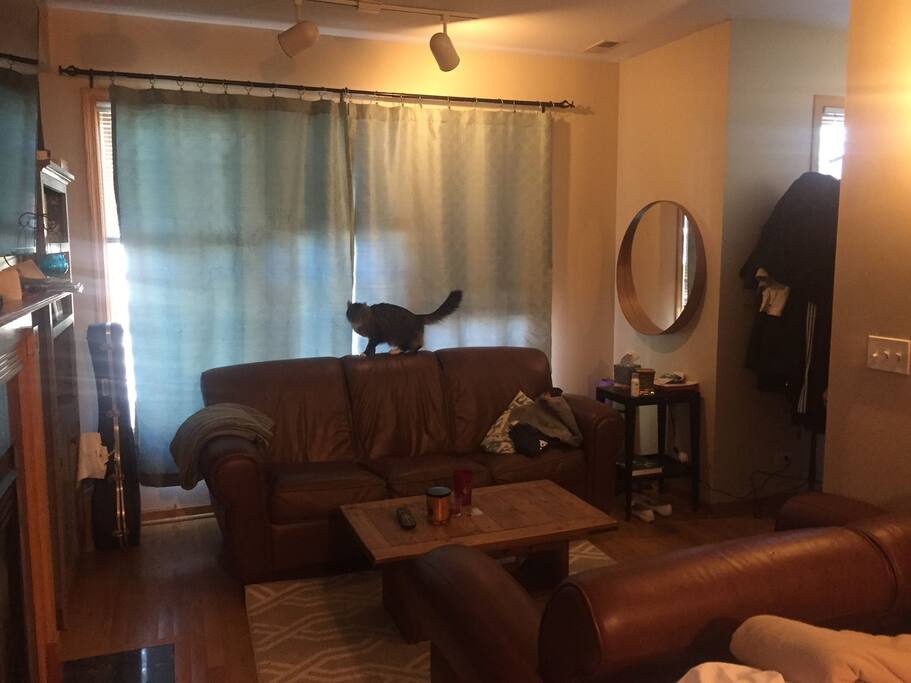 Nala is a cuddly, loving, full-time resident. Please be aware if any cat allergies are an issue.
