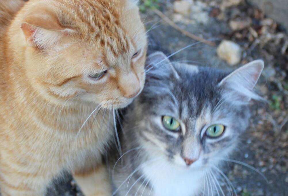 Nico and Asha are part of the welcoming team. They live in the main house.